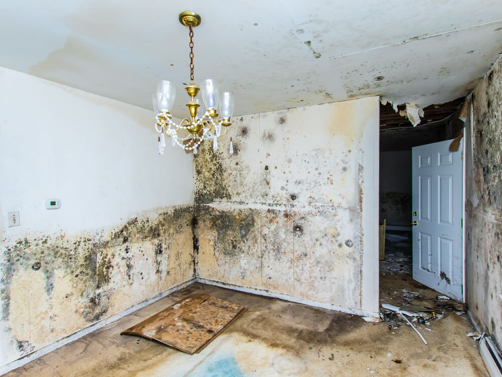 Our Water Damage Services